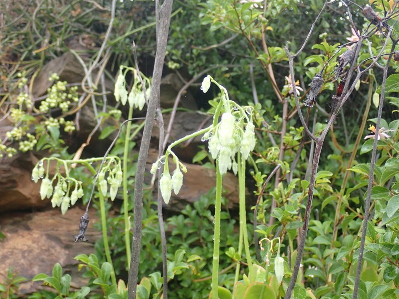 Cotyledon xanthantha