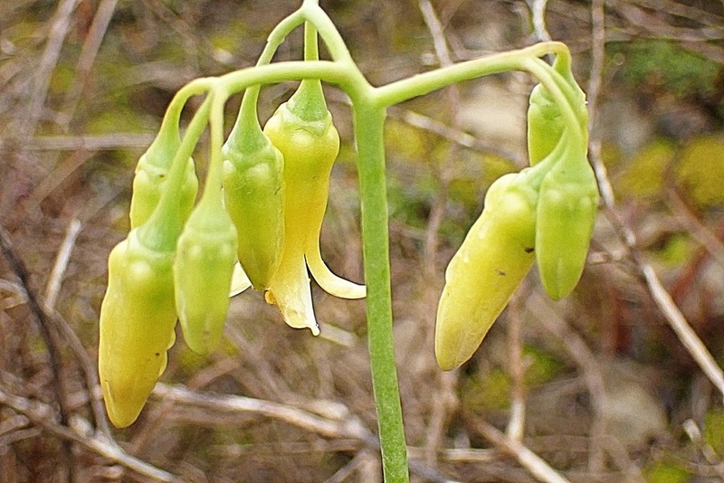 Cotyledon xanthantha photo 2