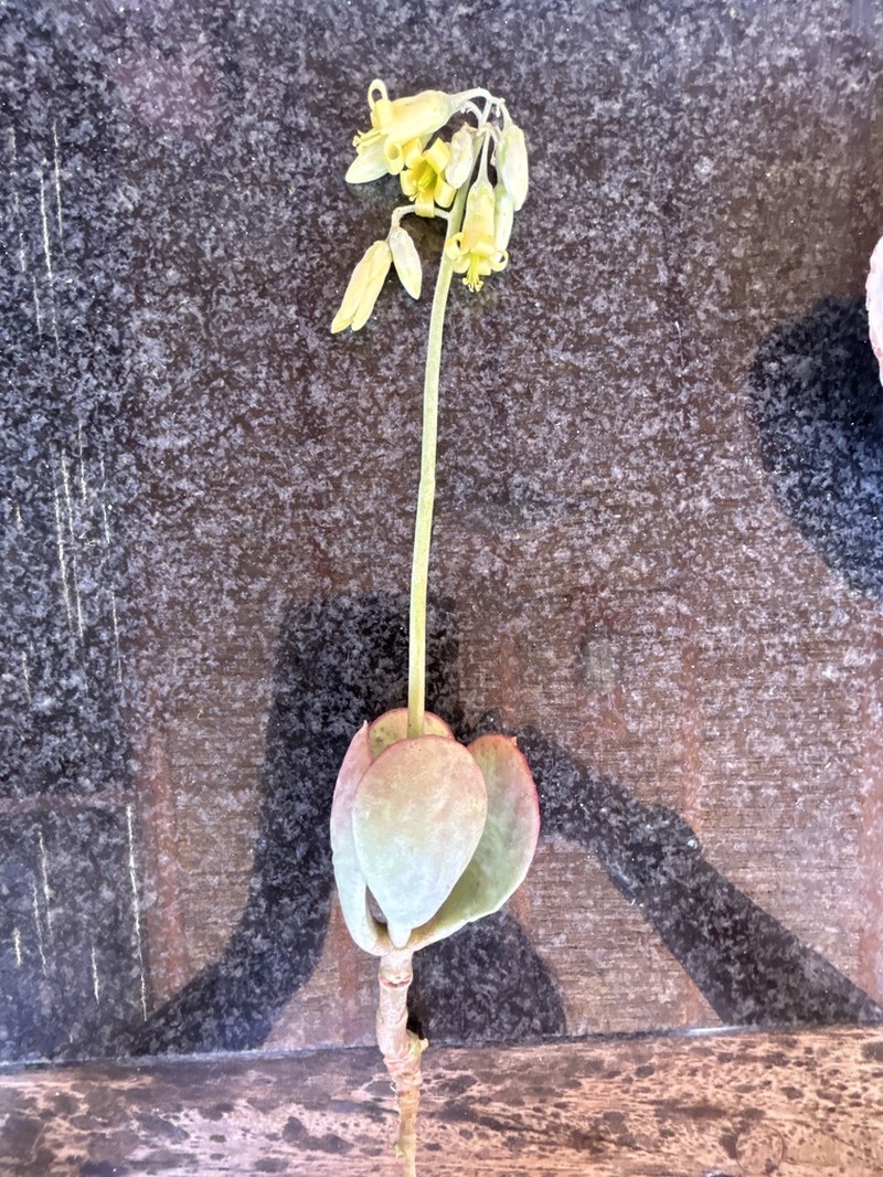 Cotyledon xanthantha photo 5