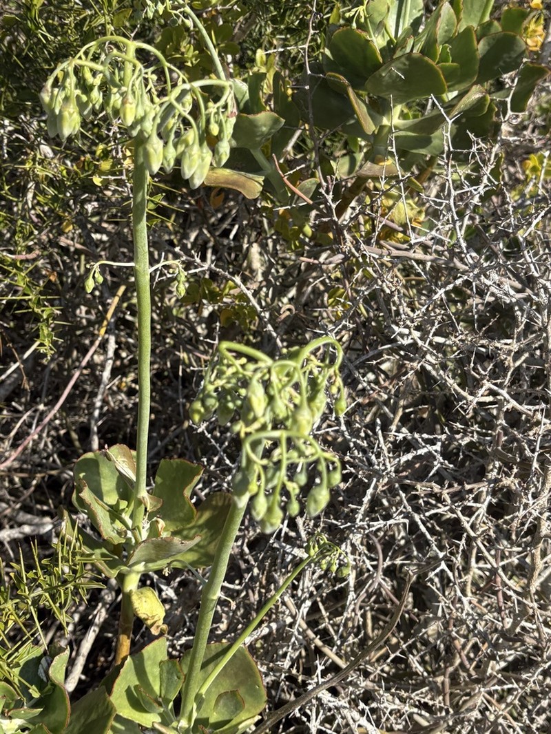 Cotyledon xanthantha photo 6
