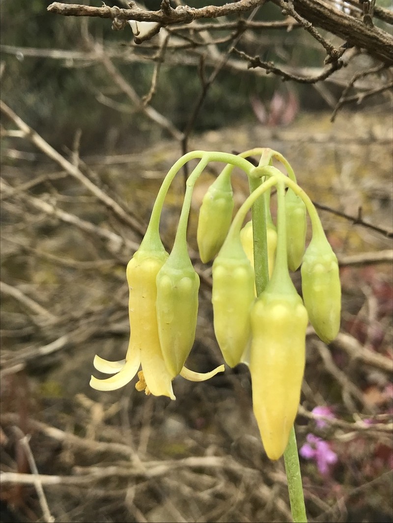 Cotyledon xanthantha photo 7