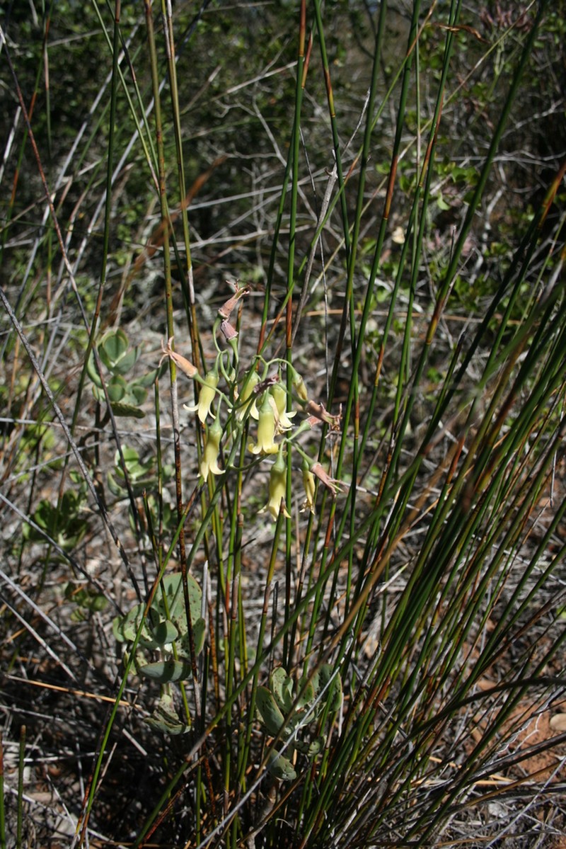 Cotyledon xanthantha photo 8