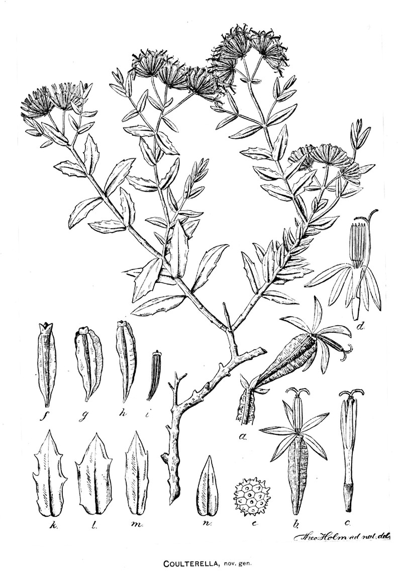 Coulterella capitata