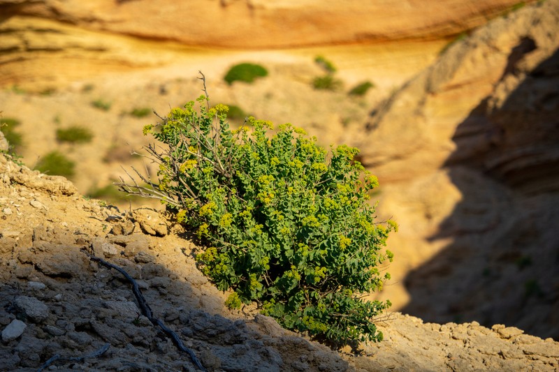 Coulterella capitata photo 2