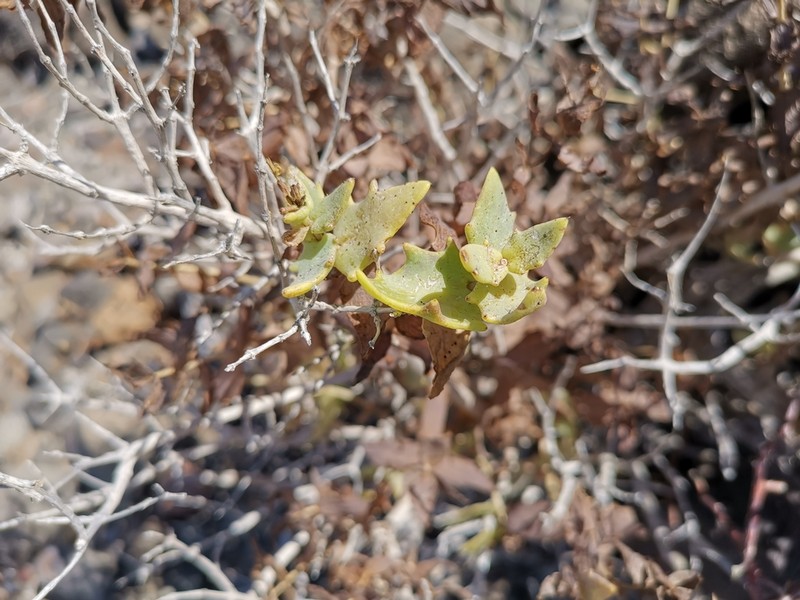 Coulterella capitata photo 3