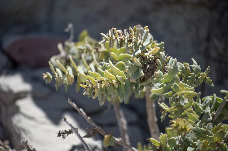 Coulterella capitata photo 4