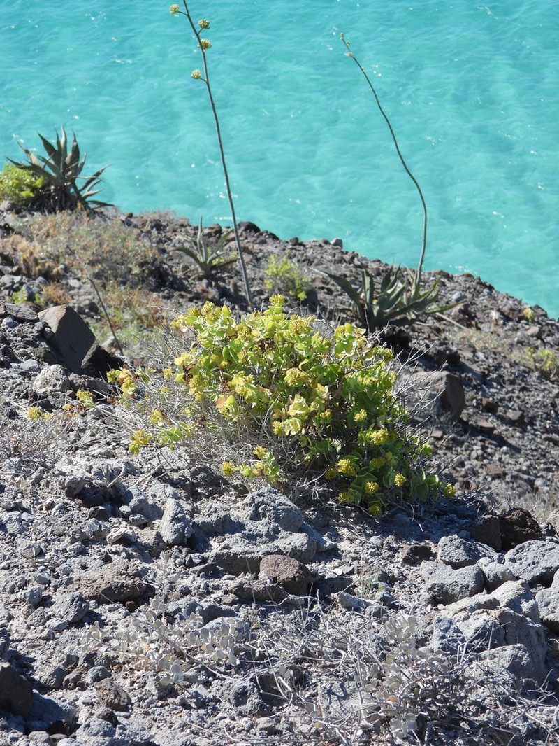 Coulterella capitata photo 5