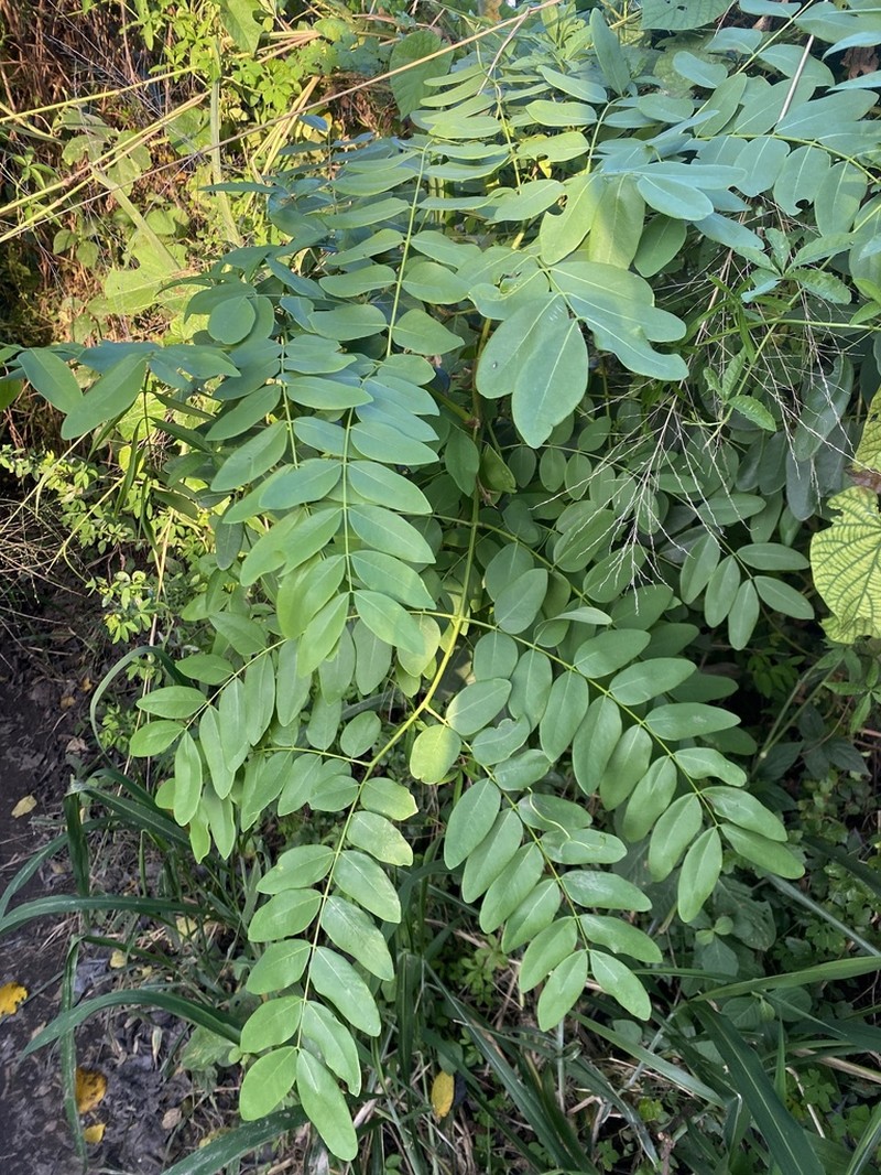 Coulteria glabra