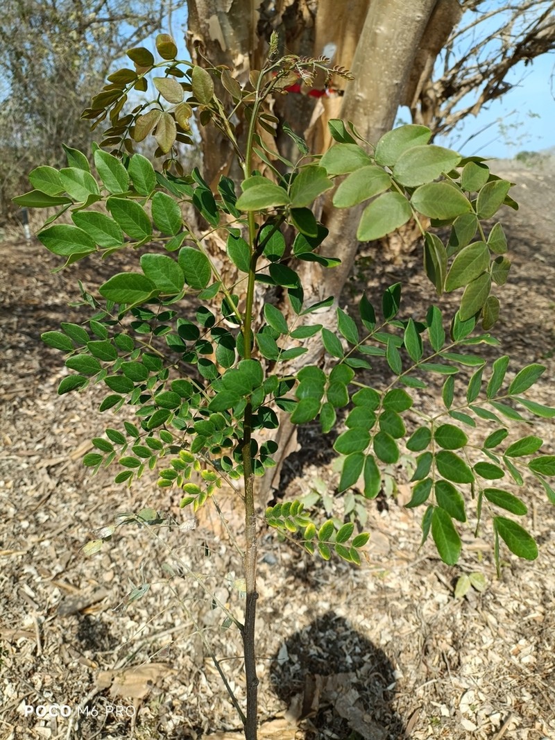 Coulteria glabra photo 2