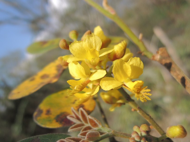 Coulteria pringlei