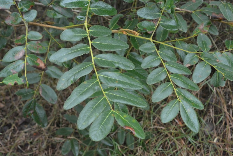 Coulteria pringlei photo 2