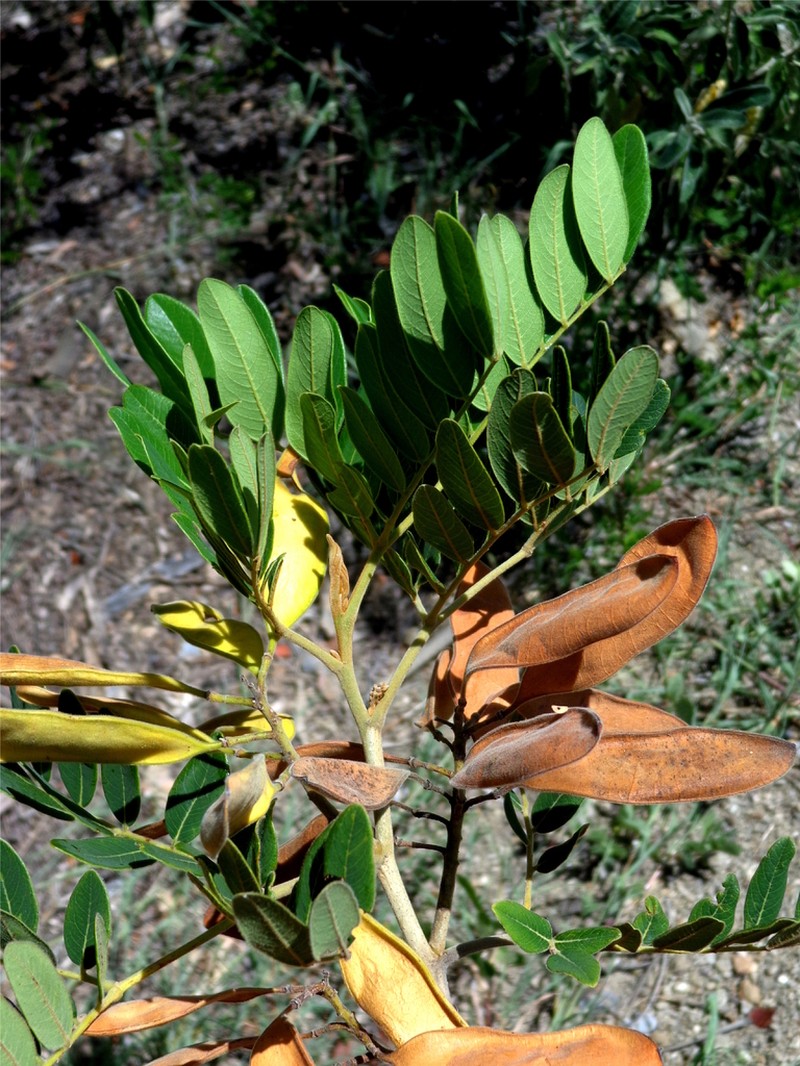 Coulteria pringlei photo 3