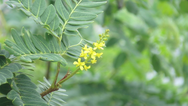 Coulteria velutina
