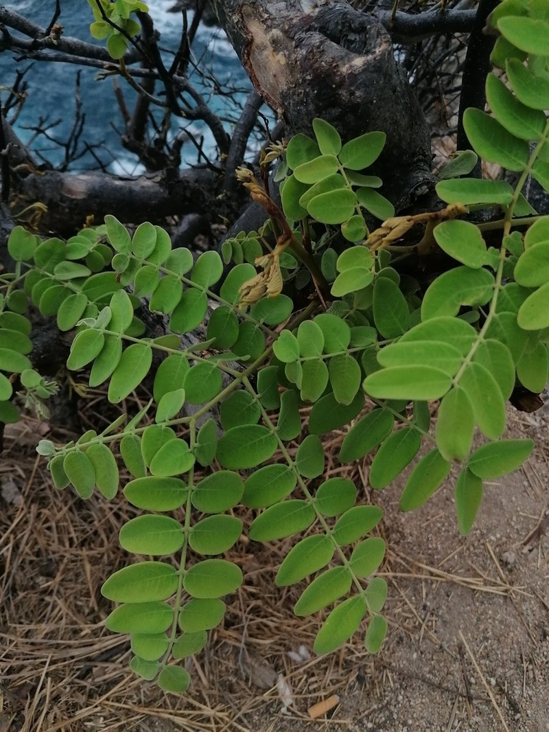 Coulteria velutina photo 3