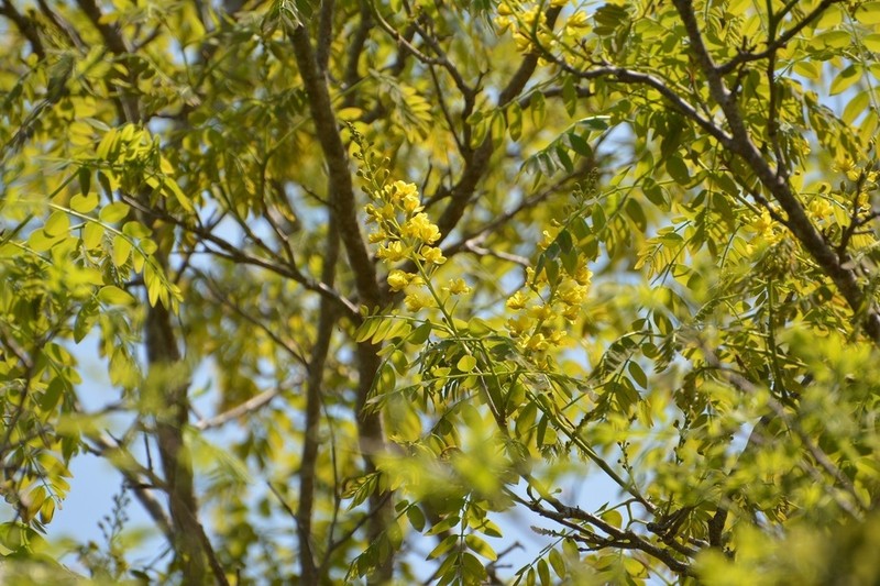 Coulteria velutina photo 4