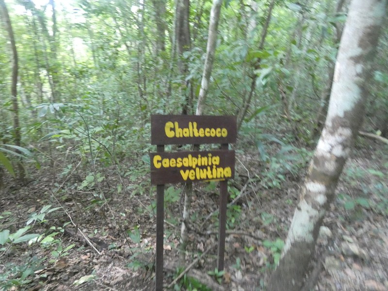 Coulteria velutina photo 7