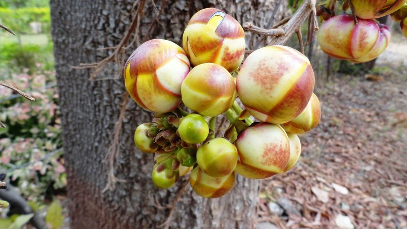 Cannonball Tree photo 2