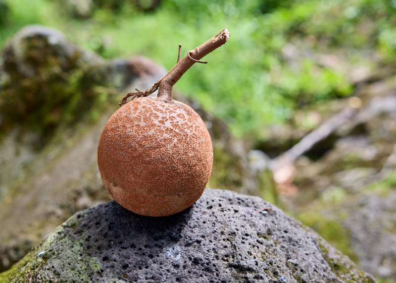 Cannonball Tree photo 3