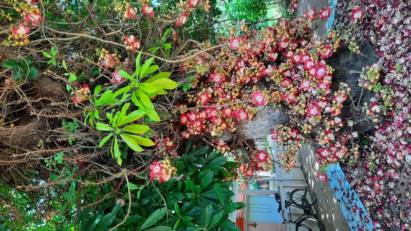 Cannonball Tree