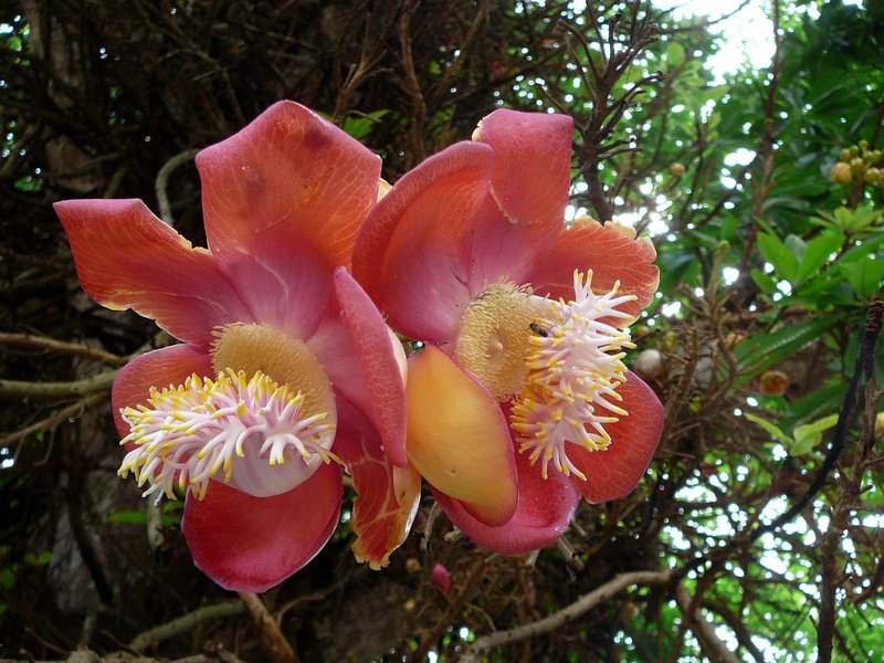 Cannonball Tree photo 4