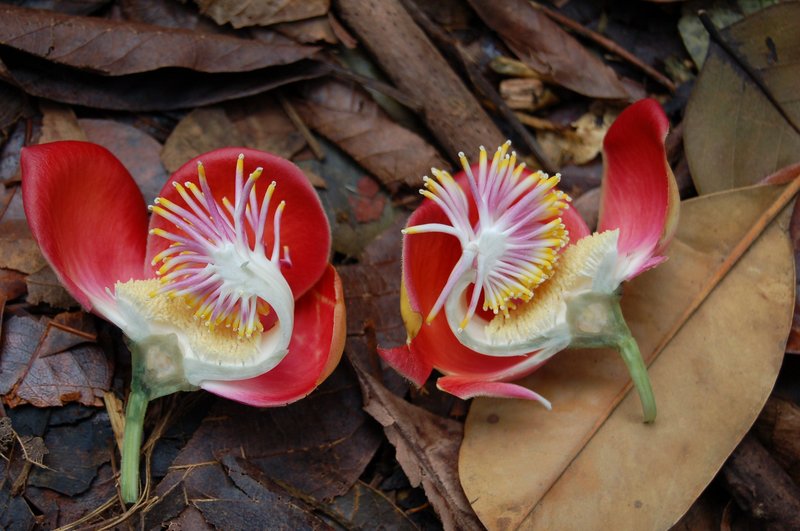 Cannonball Tree photo 5