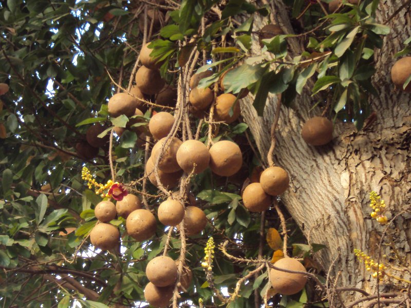 Cannonball Tree photo 6