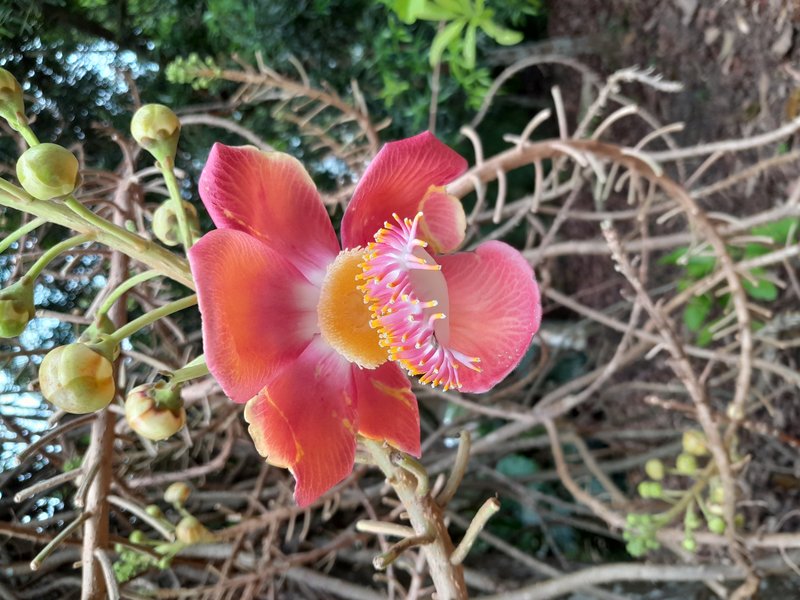 Cannonball Tree photo 7