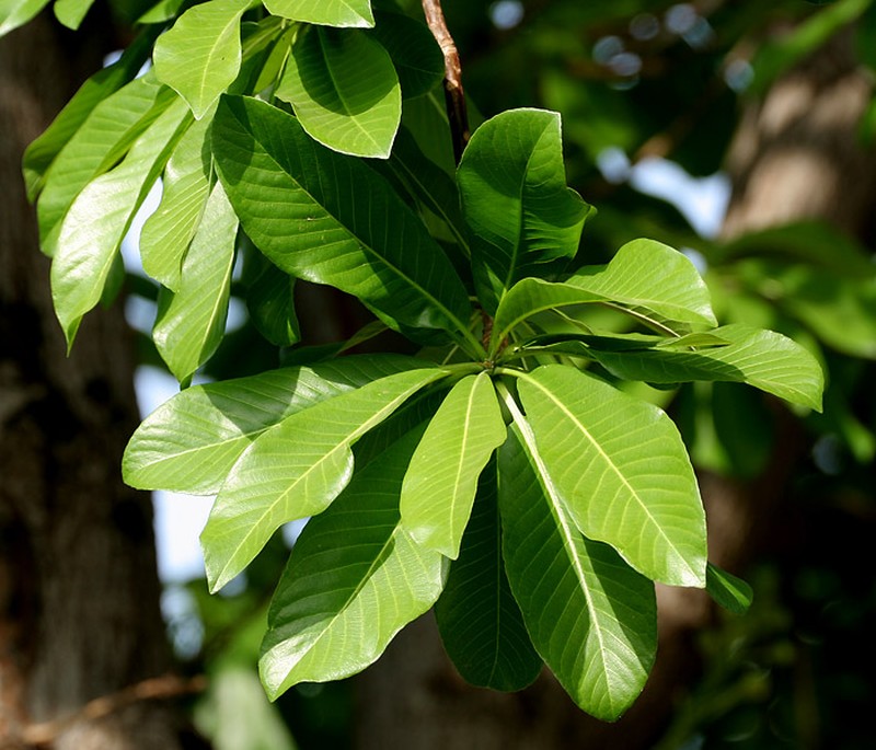 Cannonball Tree photo 8