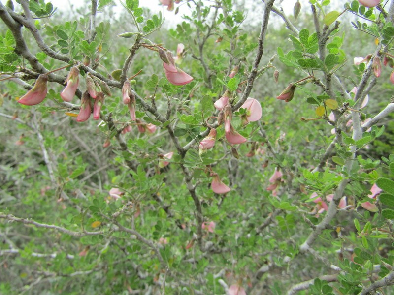 Texas Babybonnets photo 4