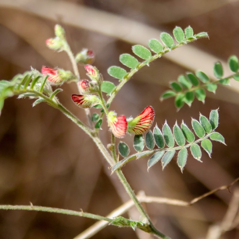 Coursetia caribaea var. caribaea