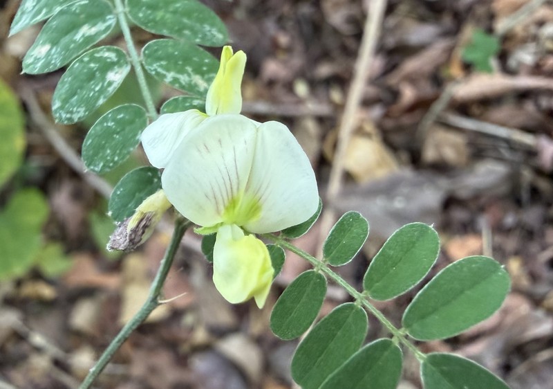 Coursetia caribaea var. caribaea photo 2