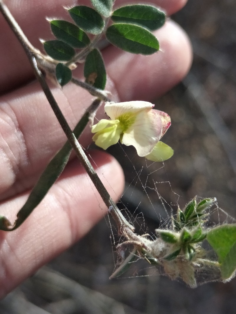 Coursetia caribaea var. caribaea photo 3