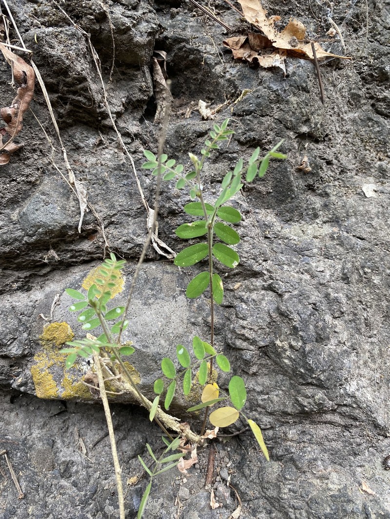 Coursetia caribaea var. caribaea photo 4