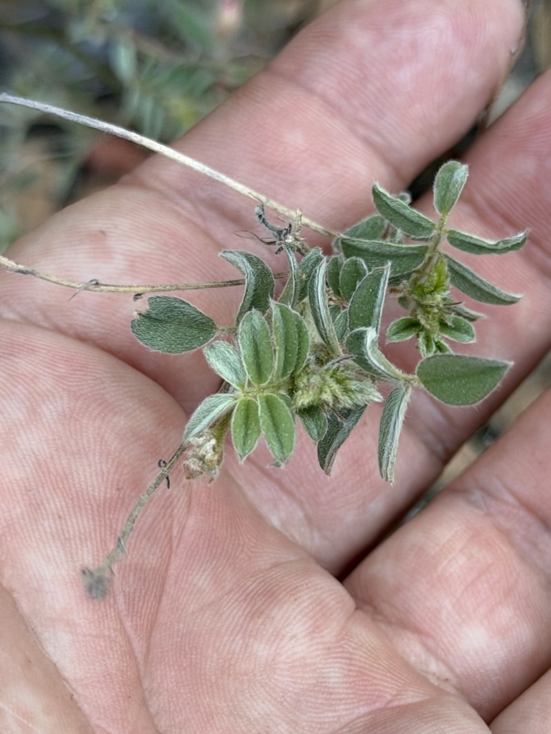 Coursetia caribaea var. sericea