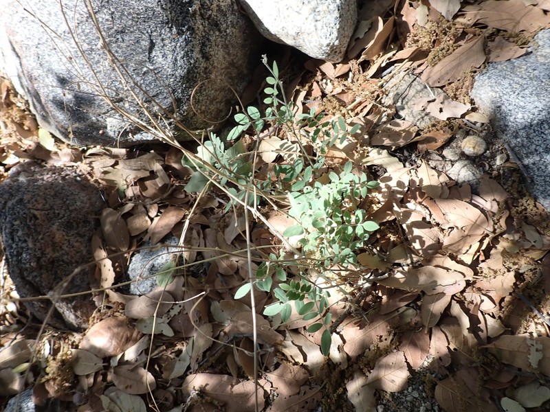 Coursetia caribaea var. sericea photo 2