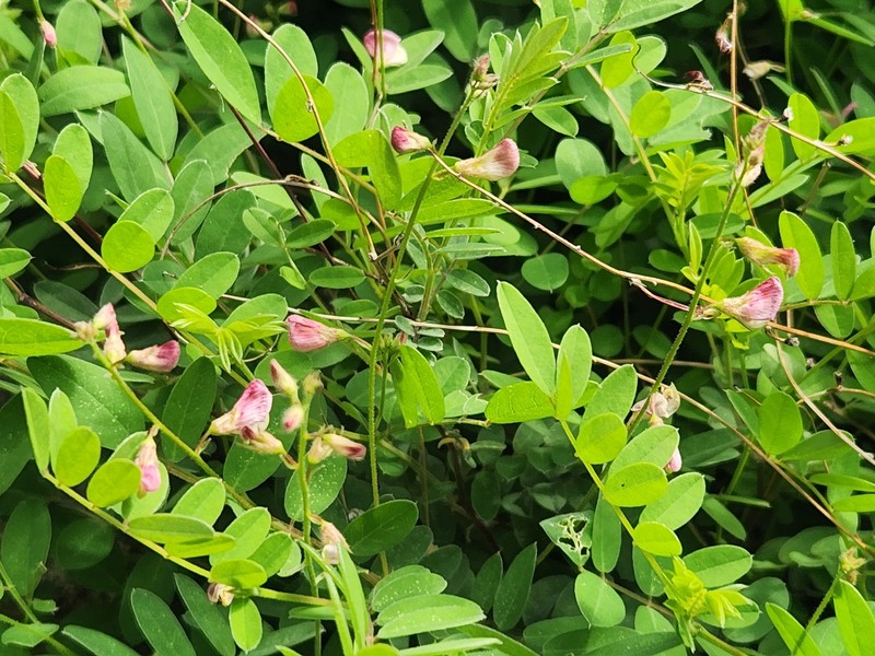 Coursetia caribaea var. sericea photo 3