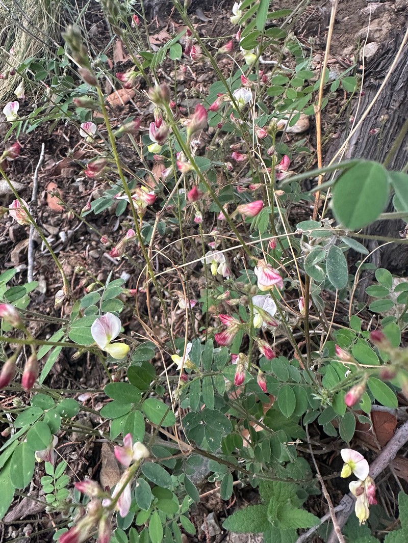 Coursetia caribaea var. sericea photo 4