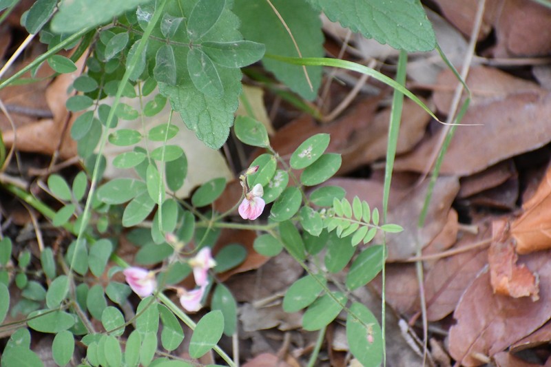 Coursetia caribaea var. sericea photo 5