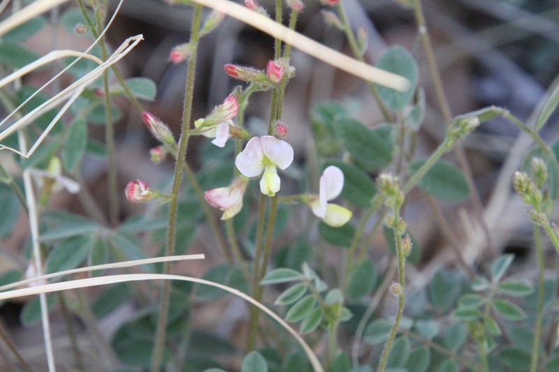 Coursetia caribaea var. sericea photo 6