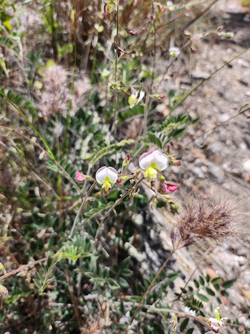 Coursetia caribaea var. sericea photo 7