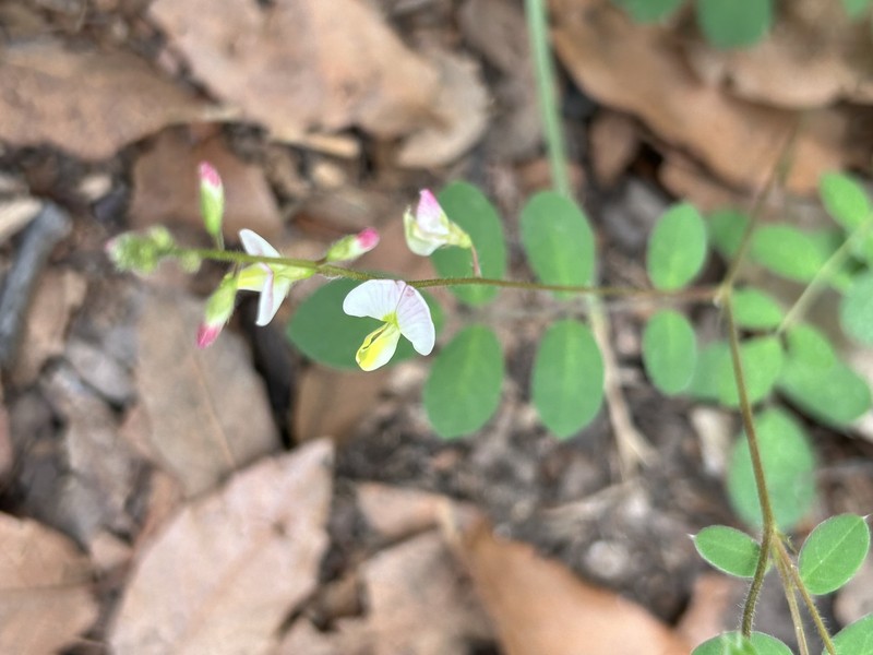 Coursetia caribaea var. sericea photo 8