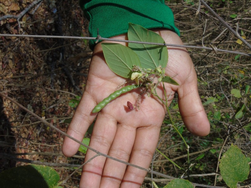 Coursetia diversifolia photo 2