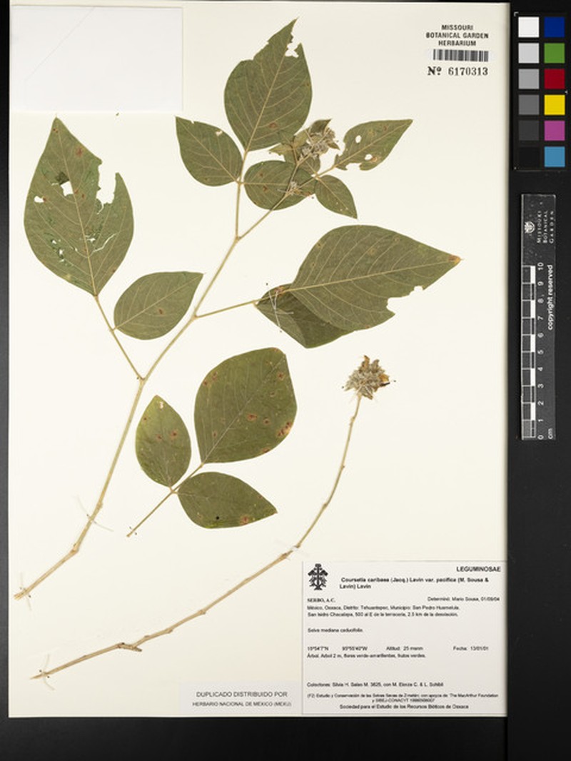 Coursetia diversifolia photo 3
