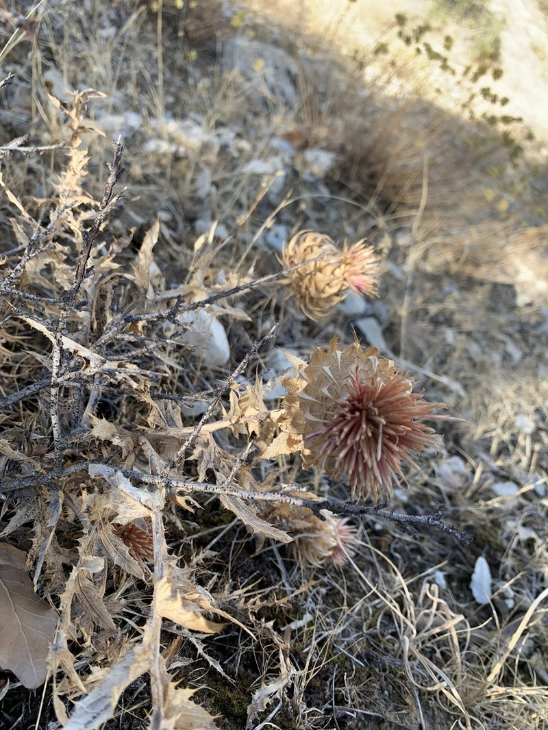 Cousinia azmarensis