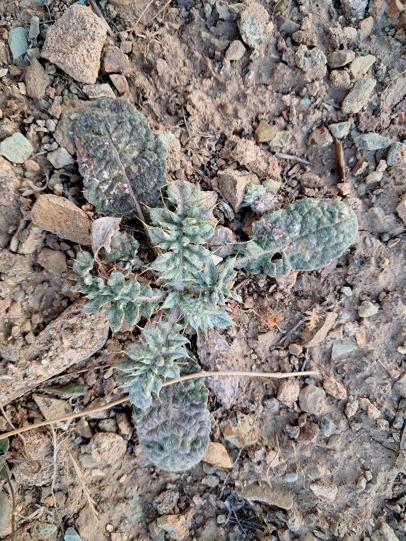 Cousinia bornmuelleriana photo 2