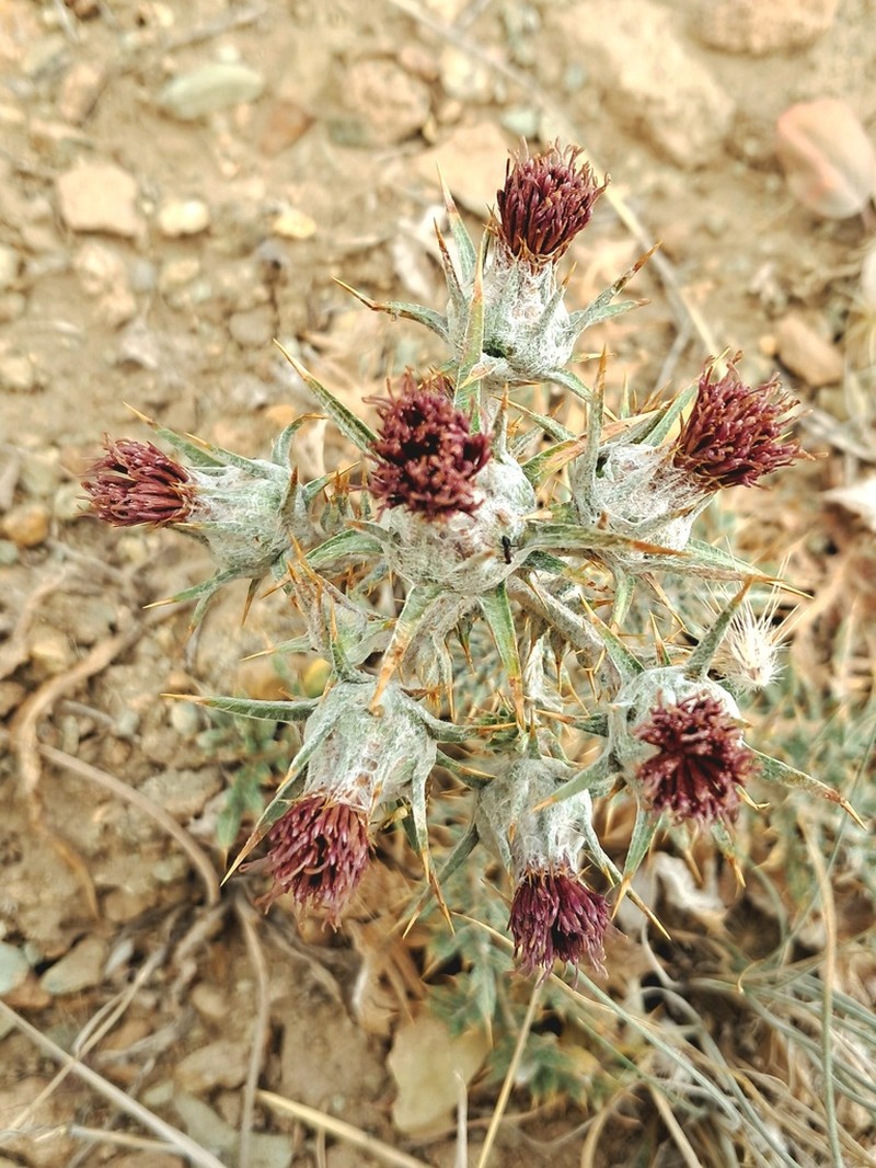 Cousinia bornmuelleriana photo 3