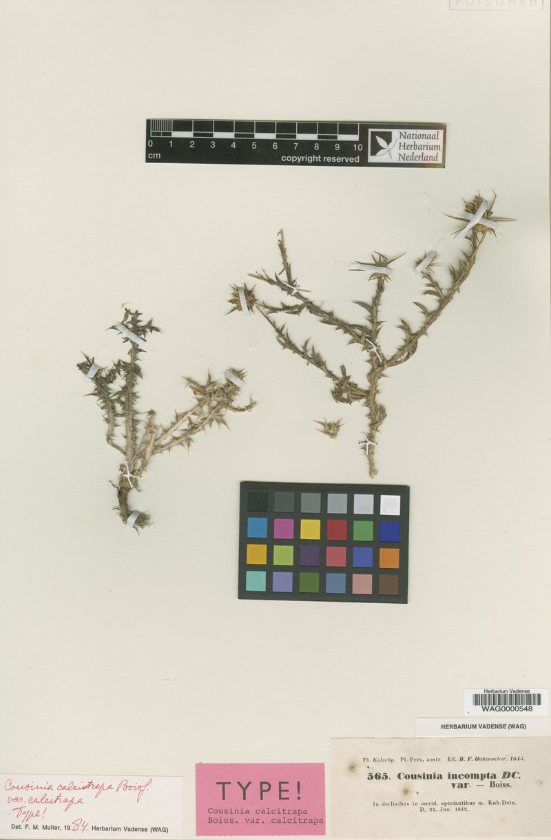 Cousinia calcitrapa var. calcitrapa