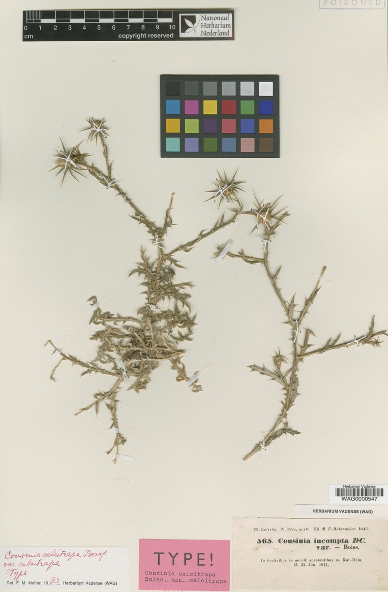 Cousinia calcitrapa var. calcitrapa photo 2