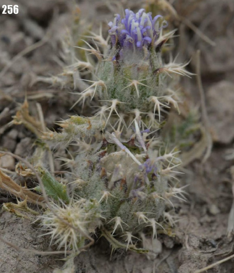 Cousiniopsis atractyloides