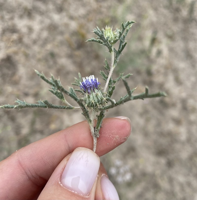 Cousiniopsis atractyloides photo 2